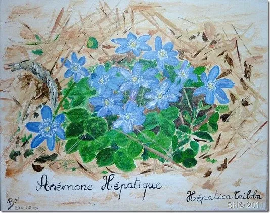 Anémone hépatique du mont Ventoux, acrylique de Béhenne