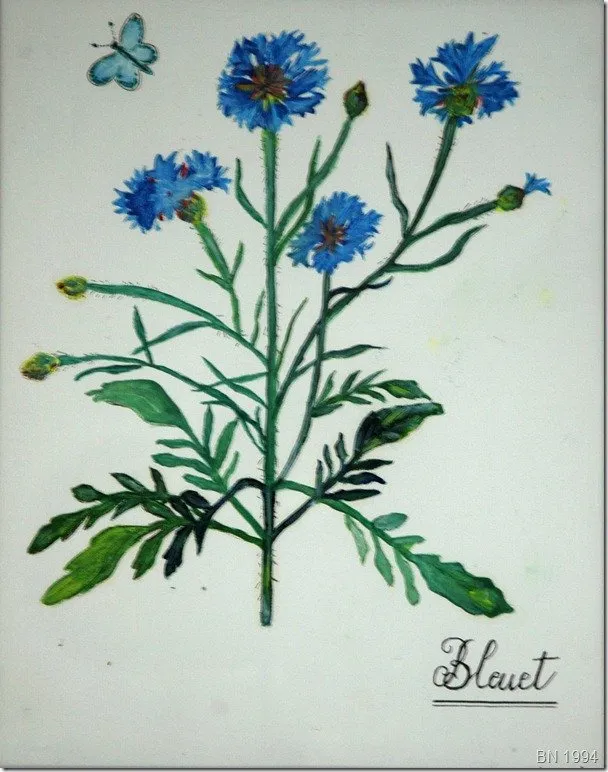 Bleuet sans cocarde, huile de Béhenne