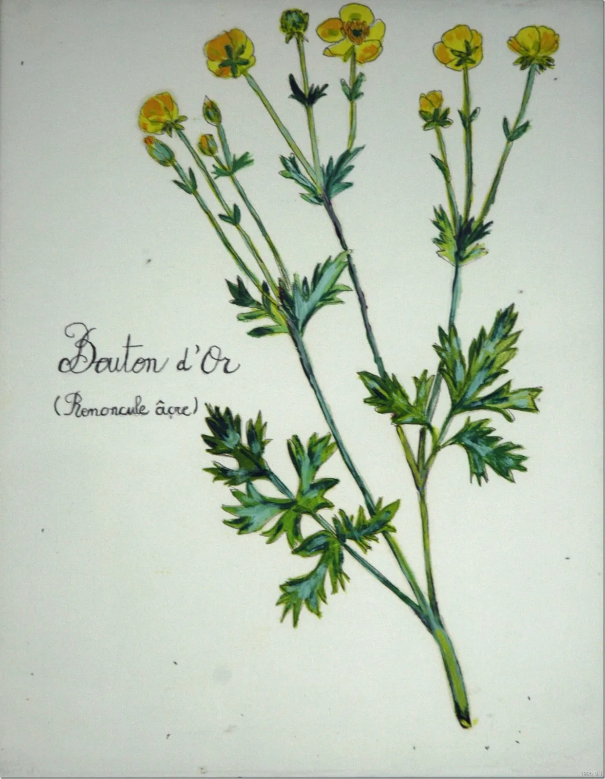Bouton d’or, huile de Béhenne