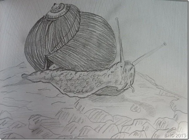 Dans sa coquille, dessin de Béhenne