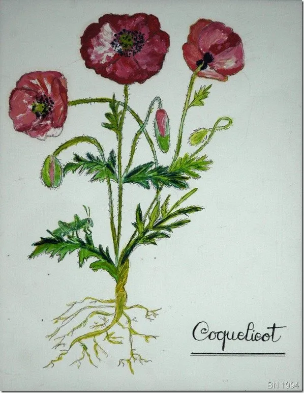 Gentil coquelicot mesdames, gentil coquelicot messieurs, huile de Béhenne
