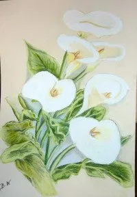 Les arums, pastel de Béhenne