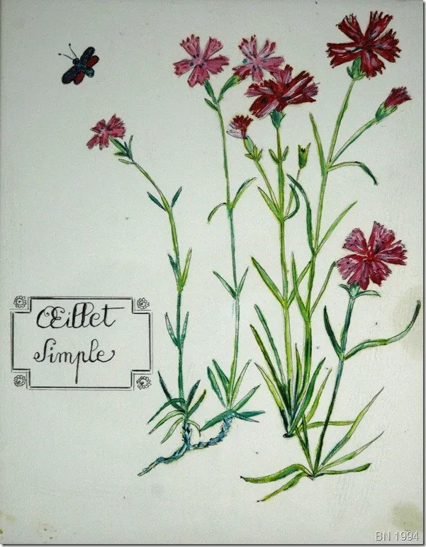 Parfum d’œillet, si subtil, huile de Béhenne