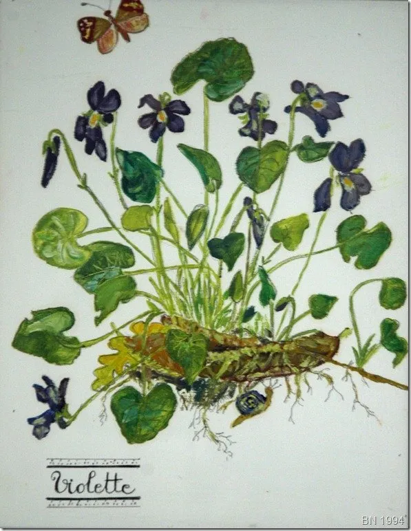 Violettes de toulouse, si petites, si fragiles, huile de Béhenne