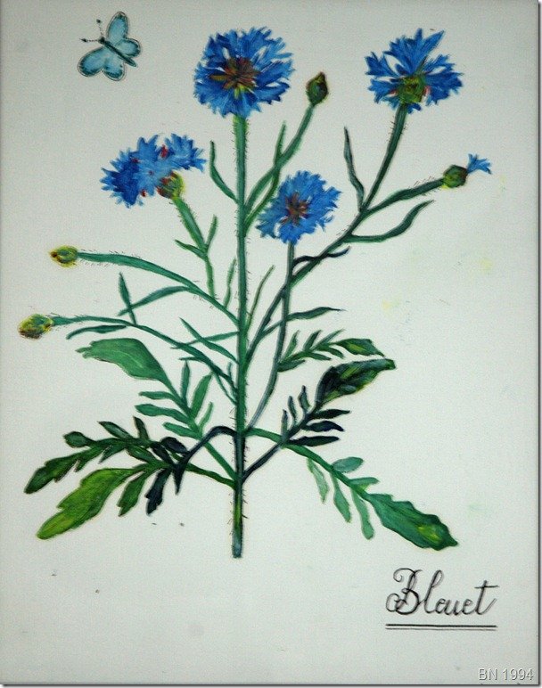 Bleuet sans cocarde