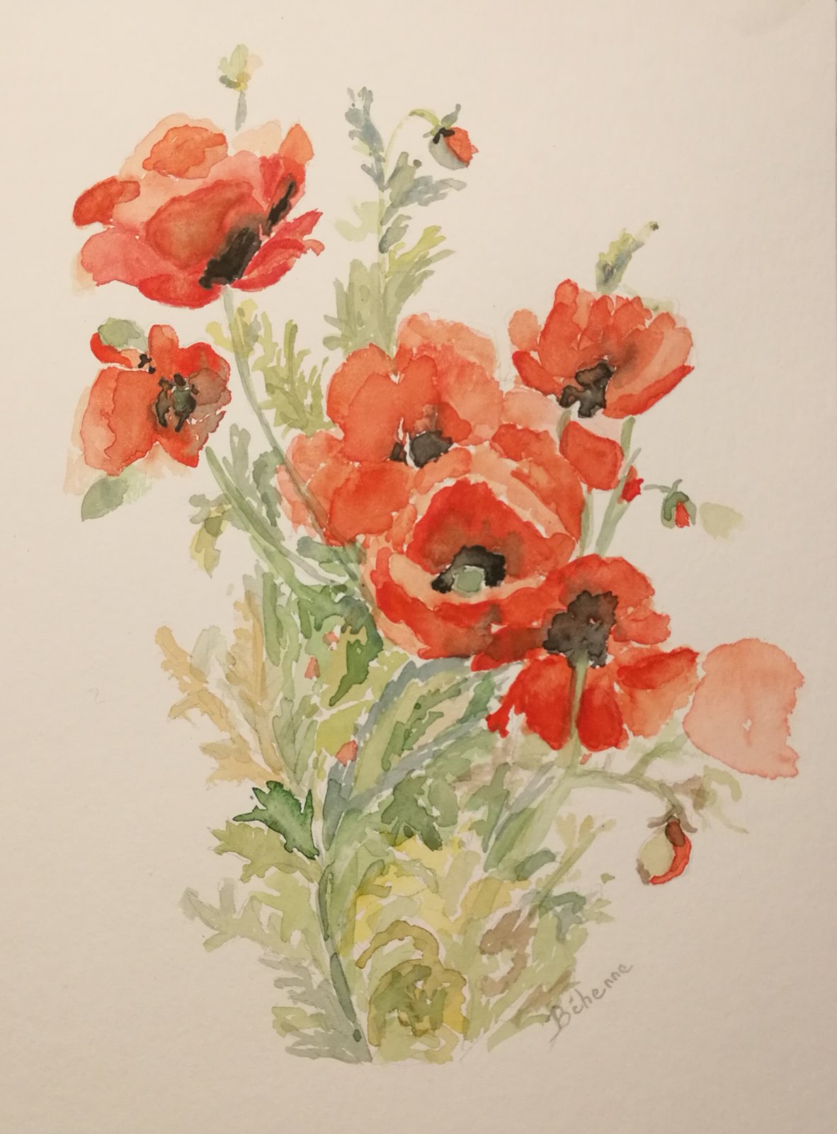 Coquelicots