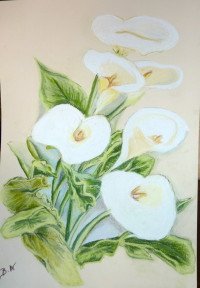 Les arums