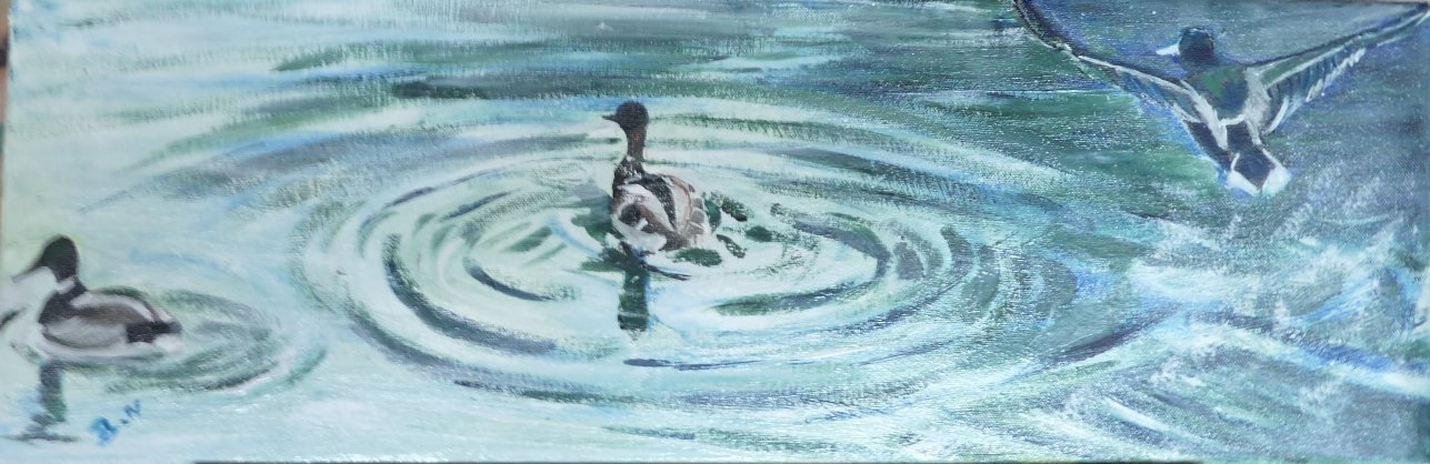 Canards sur le canal de la Somme en Avril