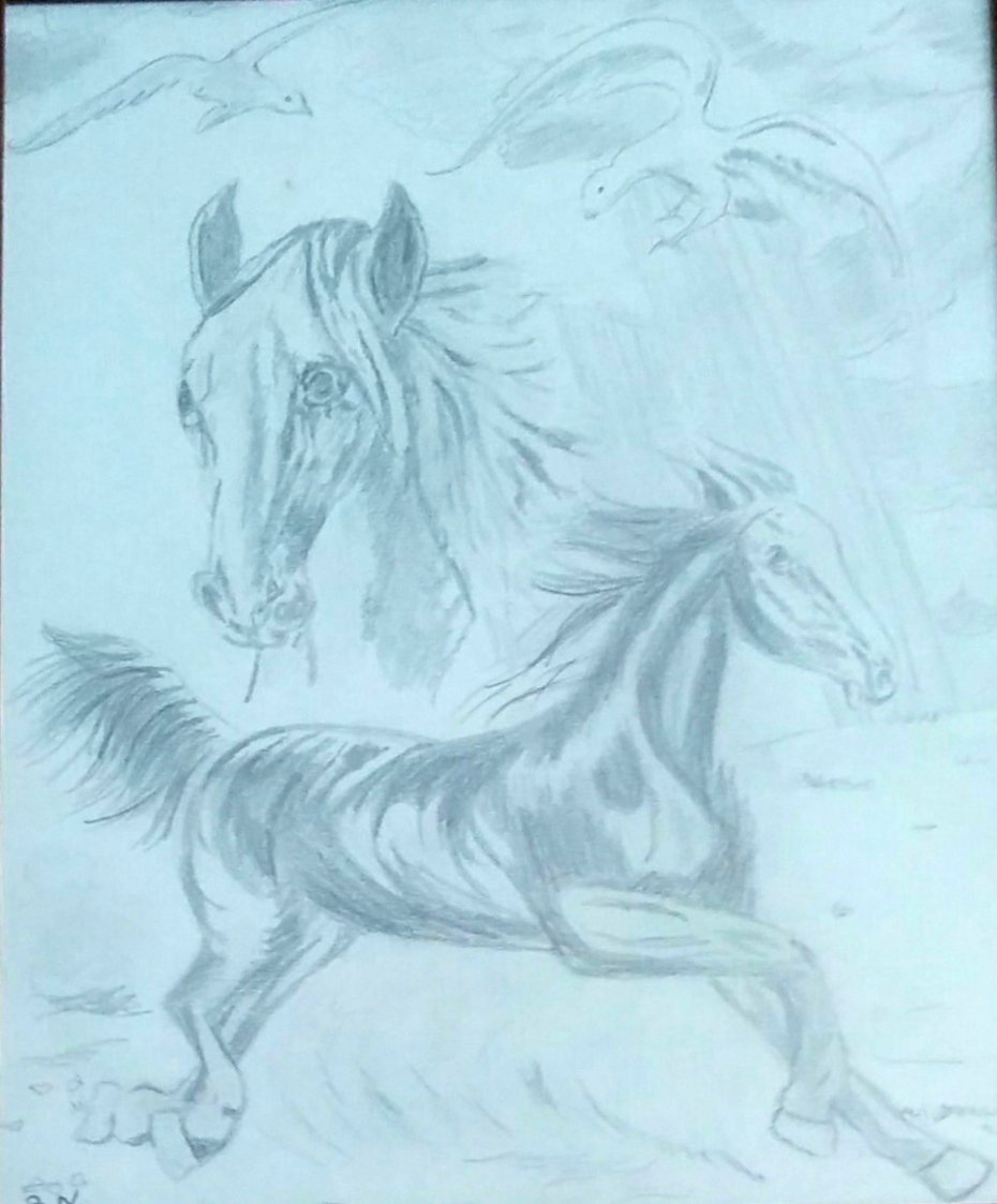 Chevaux au galop