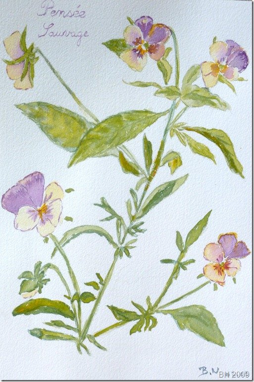 Violettes sauvages