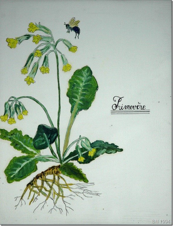 Joli coucou annonce le printemps