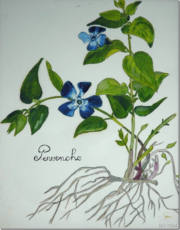 Pervenches