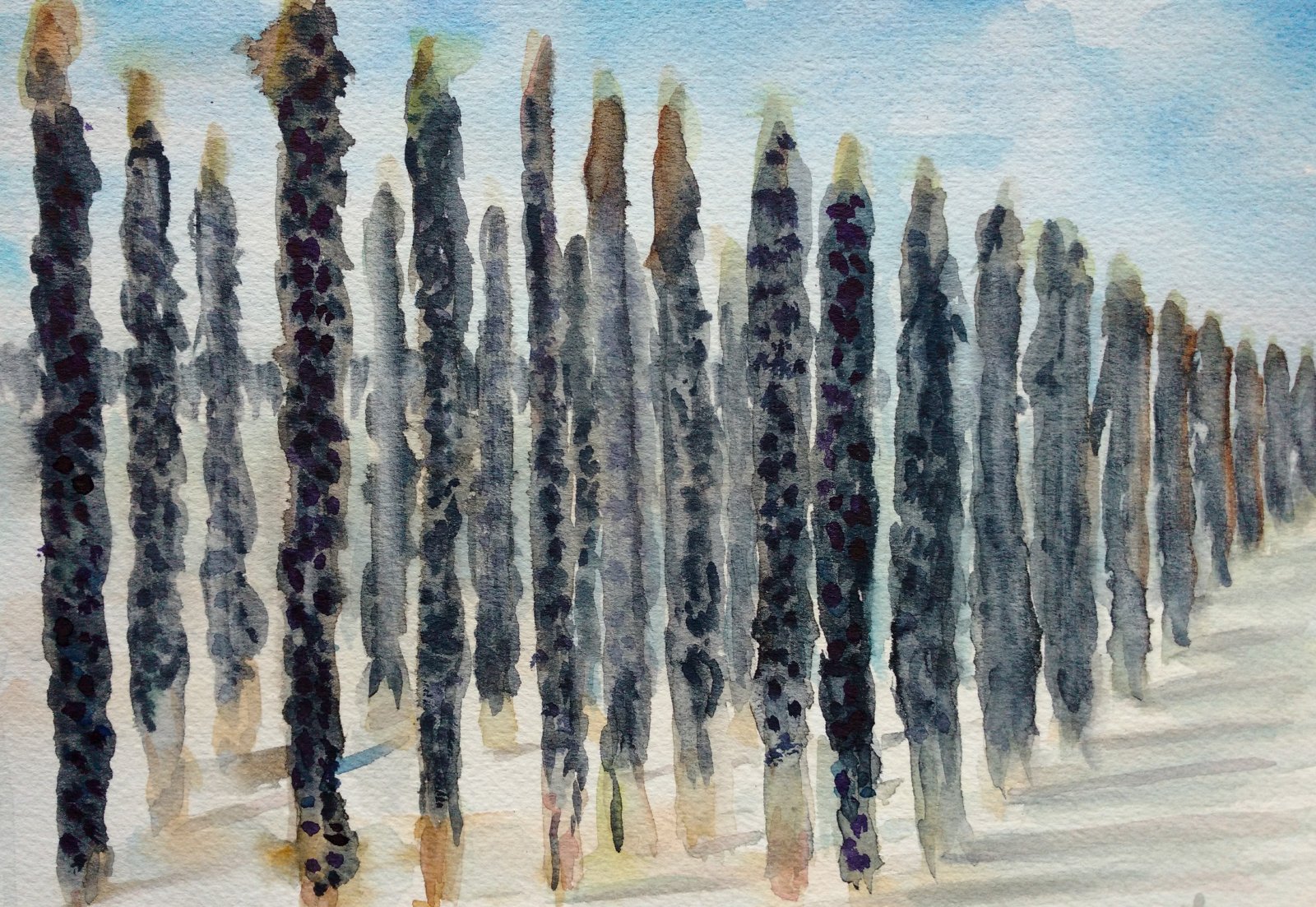 Les moules de bouchot